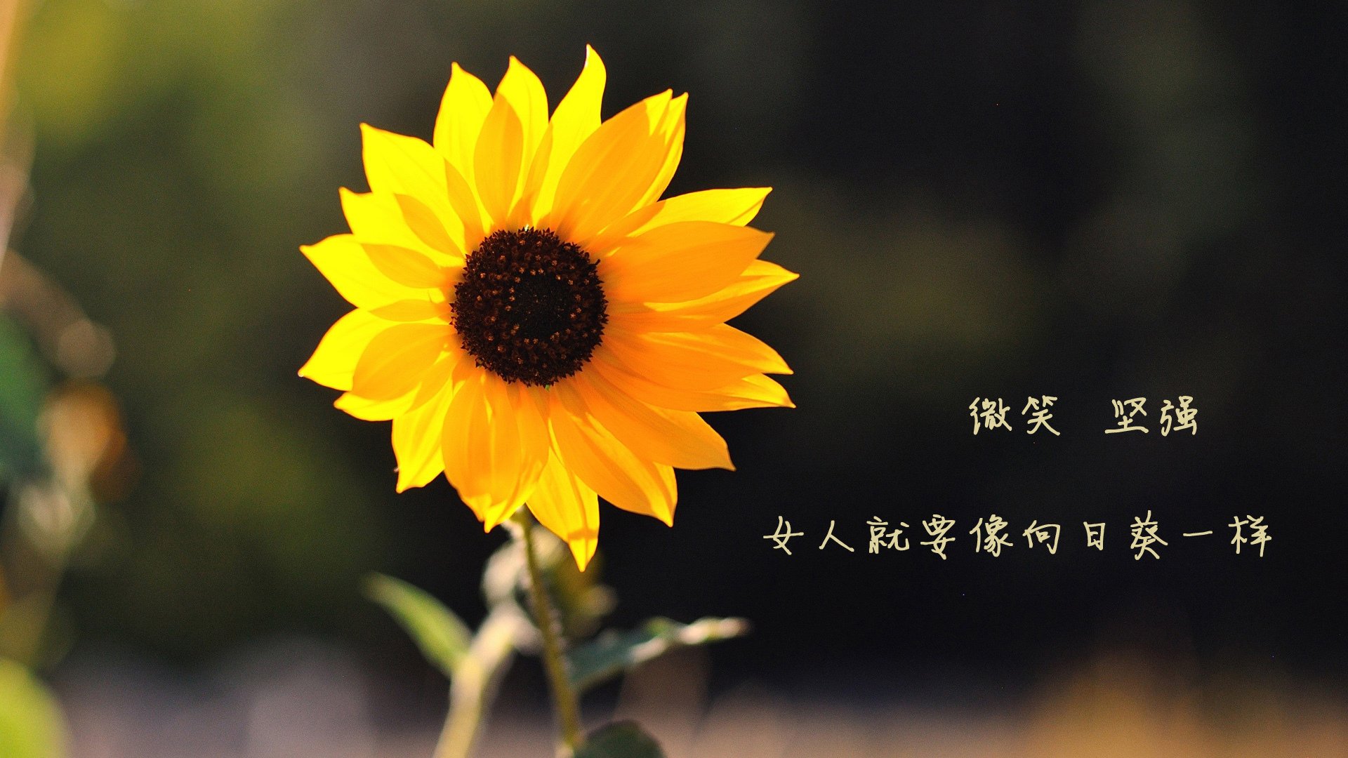 欧洲杯精彩瞬间IP联动推广，欧洲杯官方合作平台
